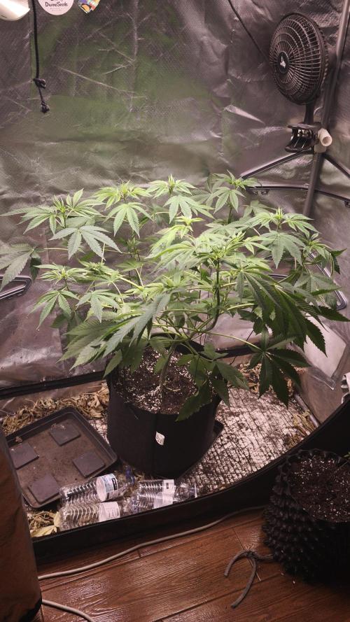 The Tropical Ice Cream One@USAGenetics26. Week 6