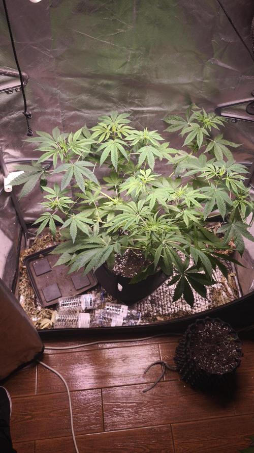 The Tropical Ice Cream One@USAGenetics26. Week 6