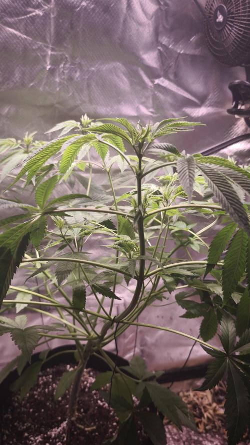 The Tropical Ice Cream One@USAGenetics26. Week 6