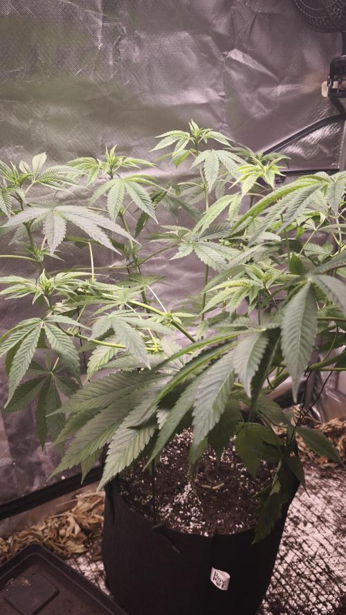 The Tropical Ice Cream One@USAGenetics26. Week 6