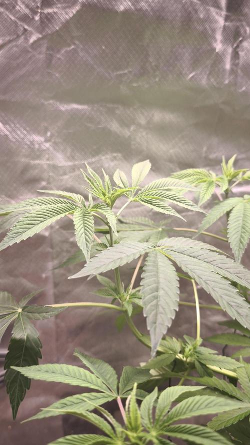 The Tropical Ice Cream One@USAGenetics26. Week 6