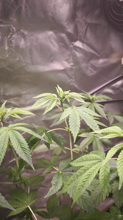 The Tropical Ice Cream One@USAGenetics26. Week 6