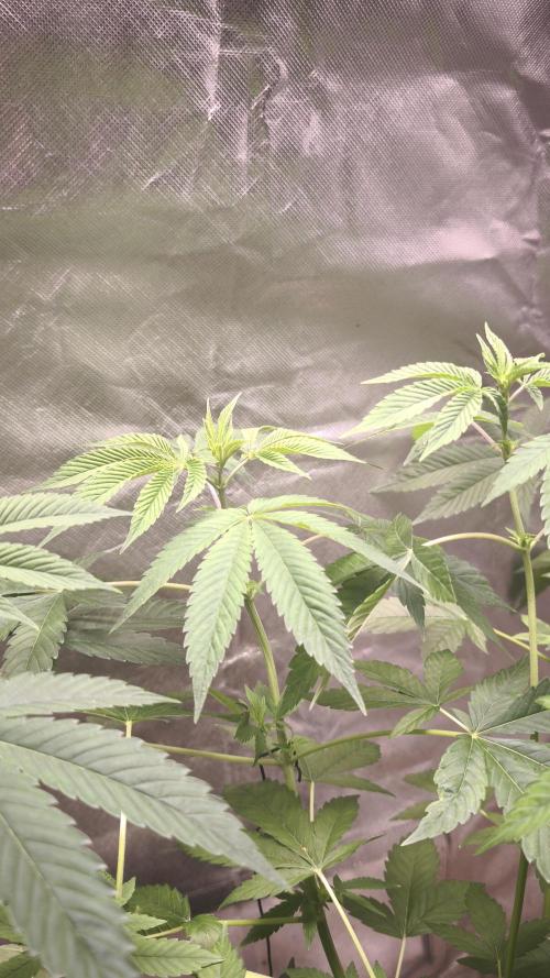 The Tropical Ice Cream One@USAGenetics26. Week 6