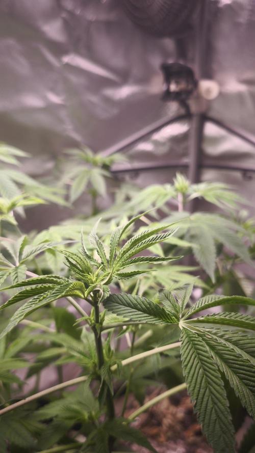 The Tropical Ice Cream One@USAGenetics26. Week 6