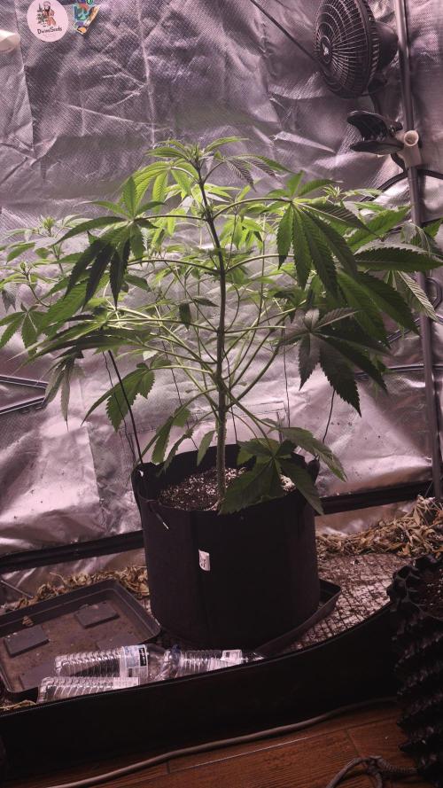 The Tropical Ice Cream One@USAGenetics26. Week 6