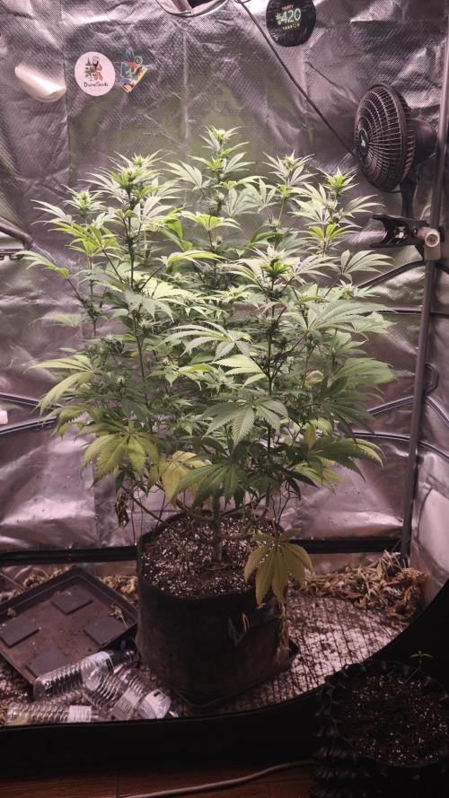 Sticky Broccoli@Zamnesia | Plagron. Week 10