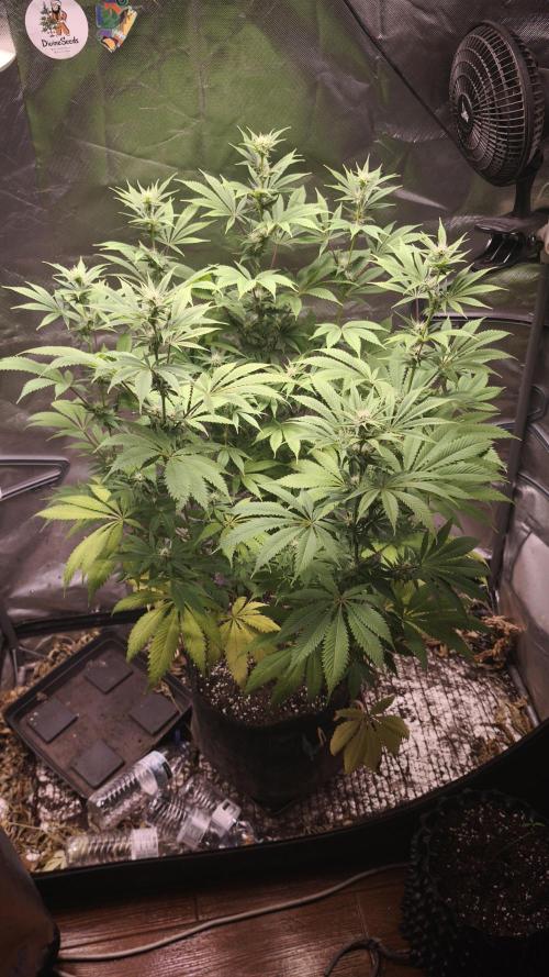 Sticky Broccoli@Zamnesia | Plagron. Week 10