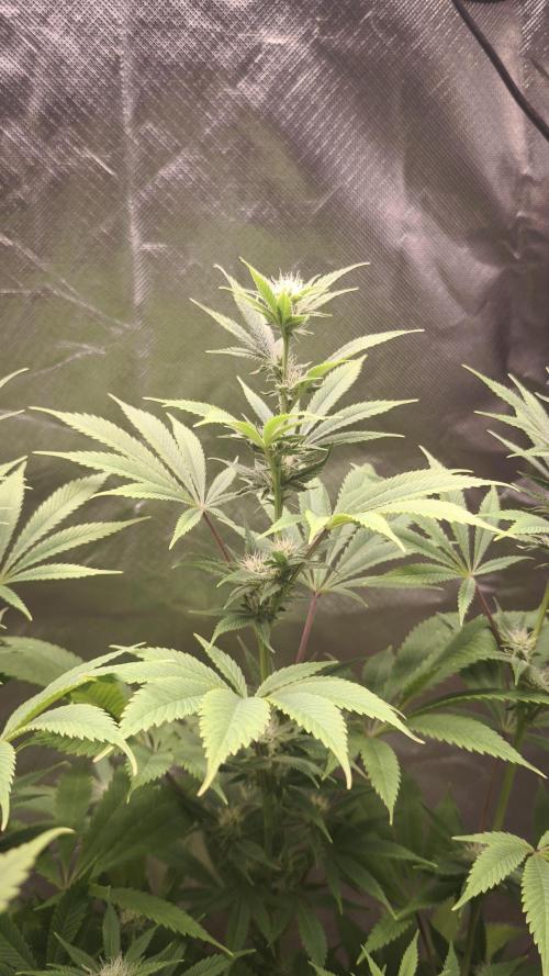 Sticky Broccoli@Zamnesia | Plagron. Week 10