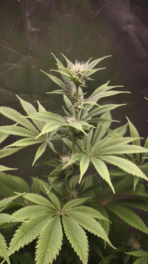 Sticky Broccoli@Zamnesia | Plagron. Week 10