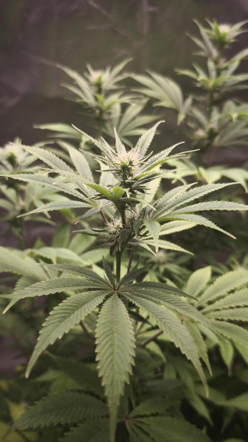 Sticky Broccoli@Zamnesia | Plagron. Week 10