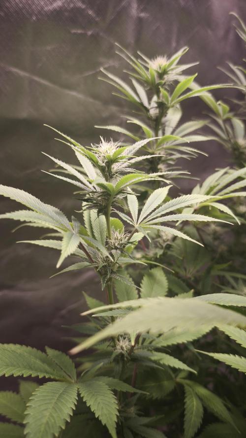 Sticky Broccoli@Zamnesia | Plagron. Week 10
