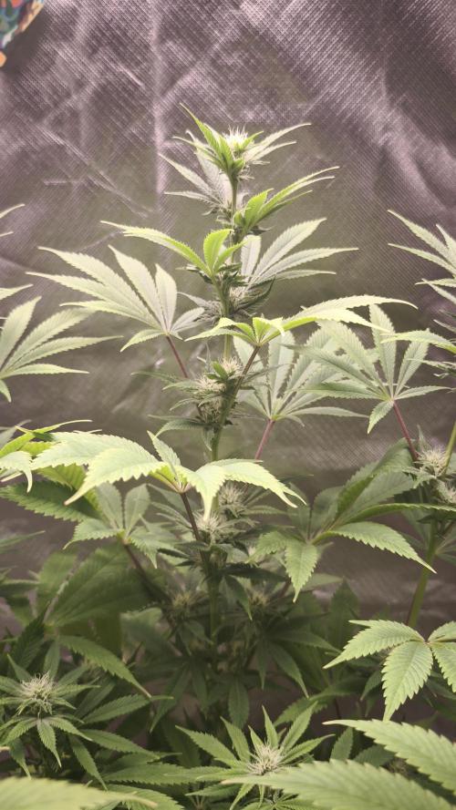 Sticky Broccoli@Zamnesia | Plagron. Week 10