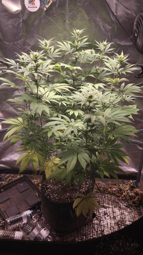 Sticky Broccoli@Zamnesia | Plagron. Week 10