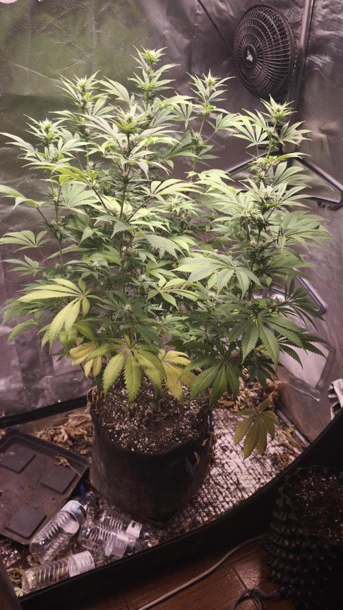 Sticky Broccoli . Week 10