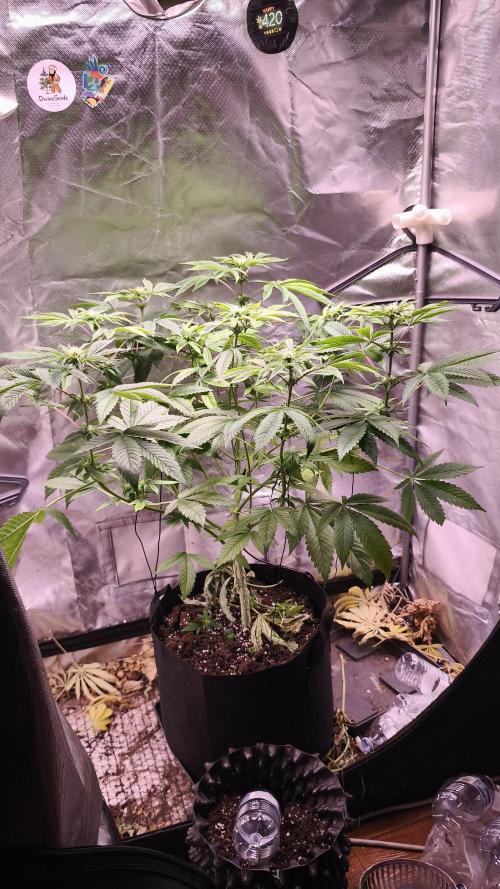 The Tropical Ice Cream One@USAGenetics26. Week 7