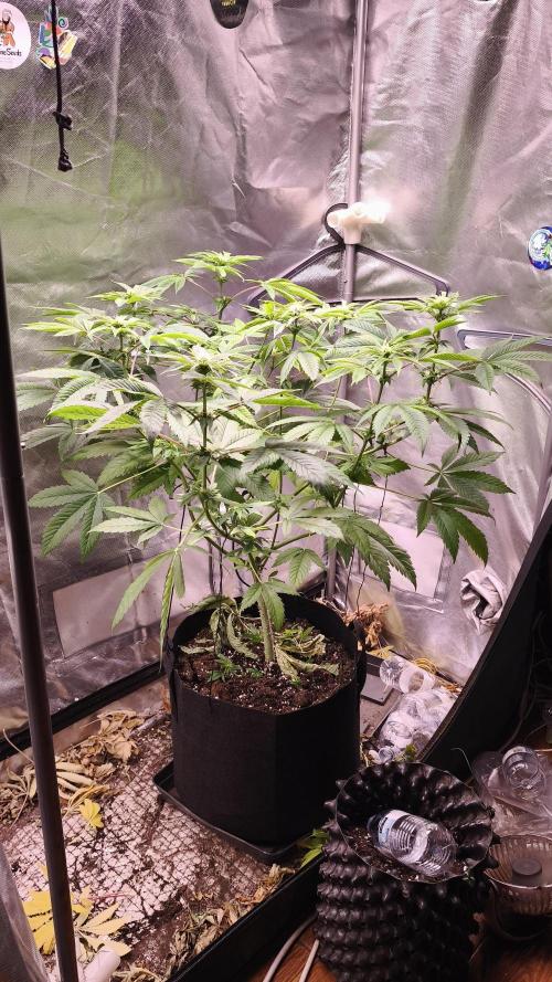 The Tropical Ice Cream One@USAGenetics26. Week 7
