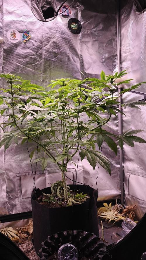 The Tropical Ice Cream One@USAGenetics26. Week 7