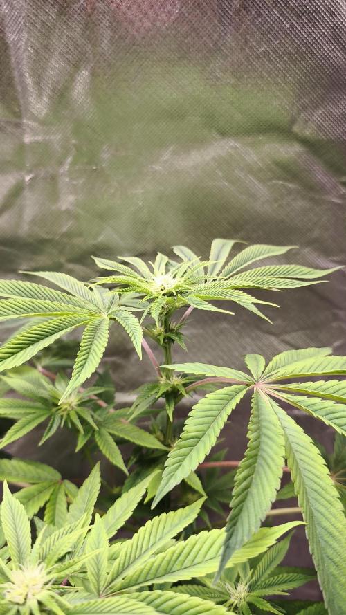 The Tropical Ice Cream One@USAGenetics26. Week 7