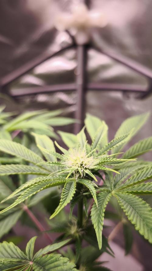 The Tropical Ice Cream One@USAGenetics26. Week 7