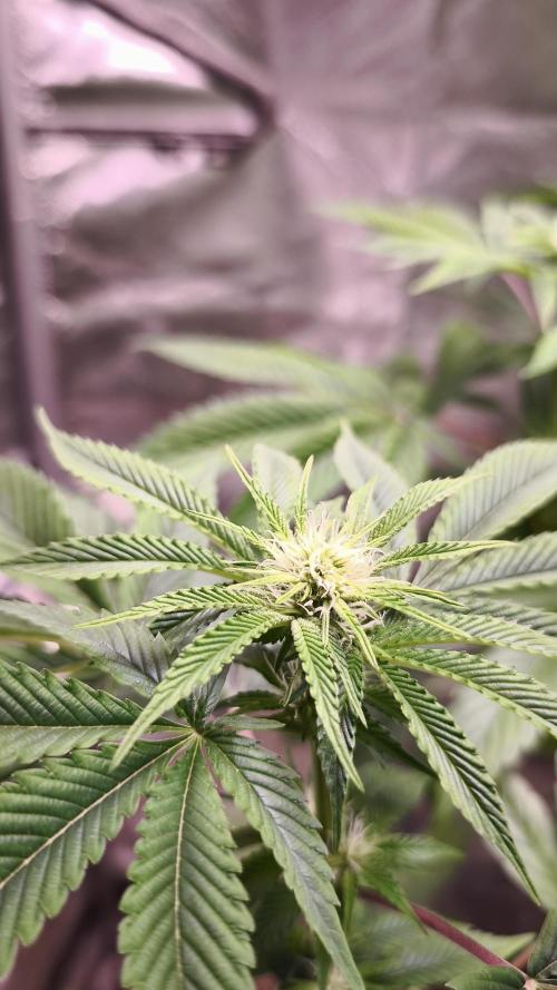 The Tropical Ice Cream One@USAGenetics26. Week 7
