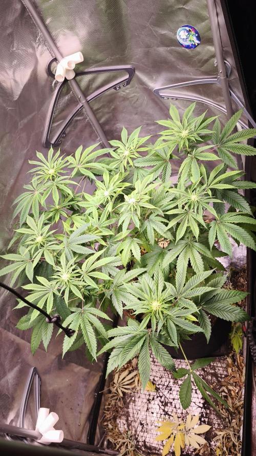 The Tropical Ice Cream One@USAGenetics26. Week 7