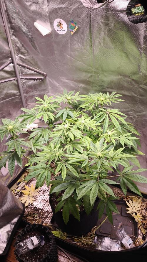The Tropical Ice Cream One@USAGenetics26. Week 7