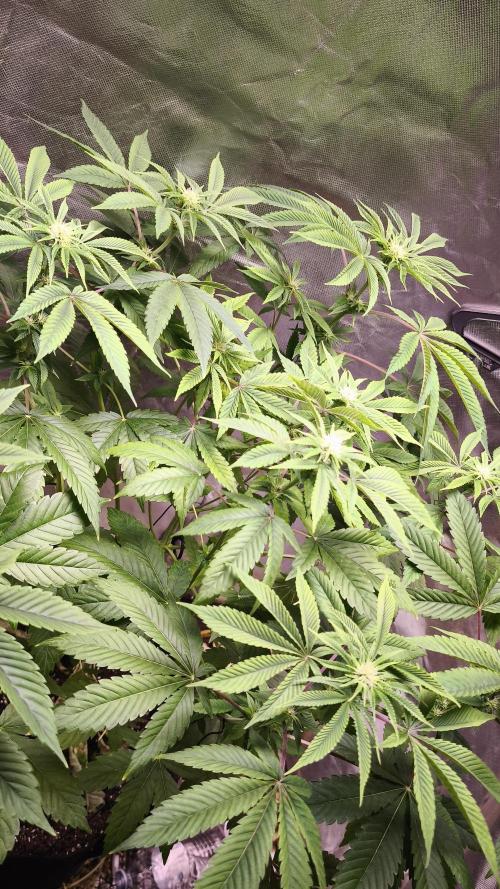 The Tropical Ice Cream One@USAGenetics26. Week 7