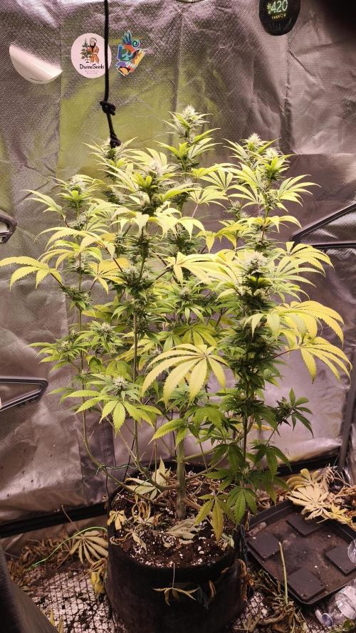 Sticky Broccoli@Zamnesia | Plagron. Week 11
