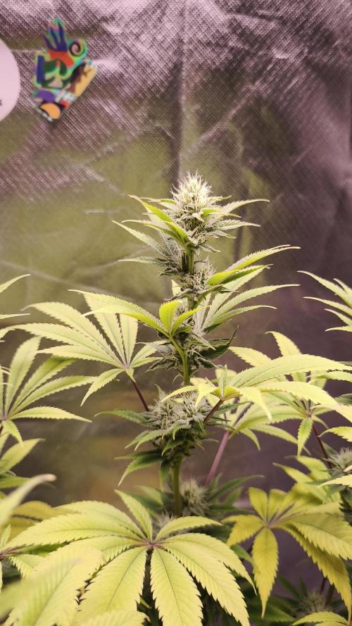 Sticky Broccoli@Zamnesia | Plagron. Week 11