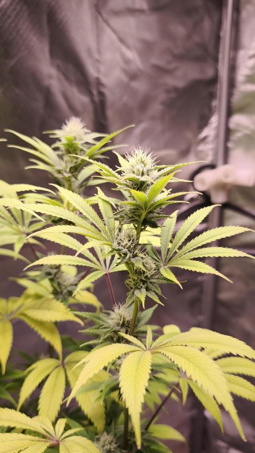 Sticky Broccoli@Zamnesia | Plagron. Week 11