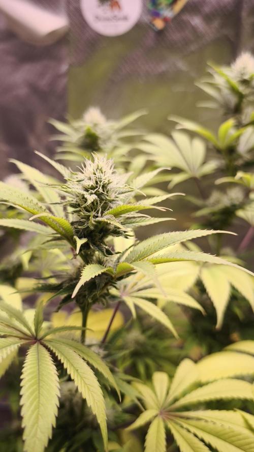 Sticky Broccoli@Zamnesia | Plagron. Week 11