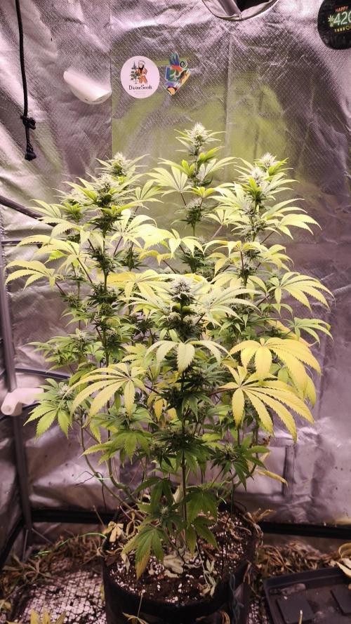 Sticky Broccoli@Zamnesia | Plagron. Week 11