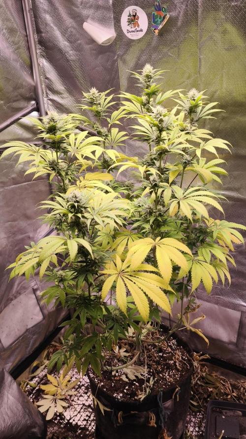Sticky Broccoli@Zamnesia | Plagron. Week 11
