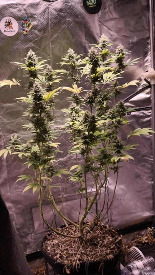 Sticky Broccoli@Zamnesia | Plagron. Week 13