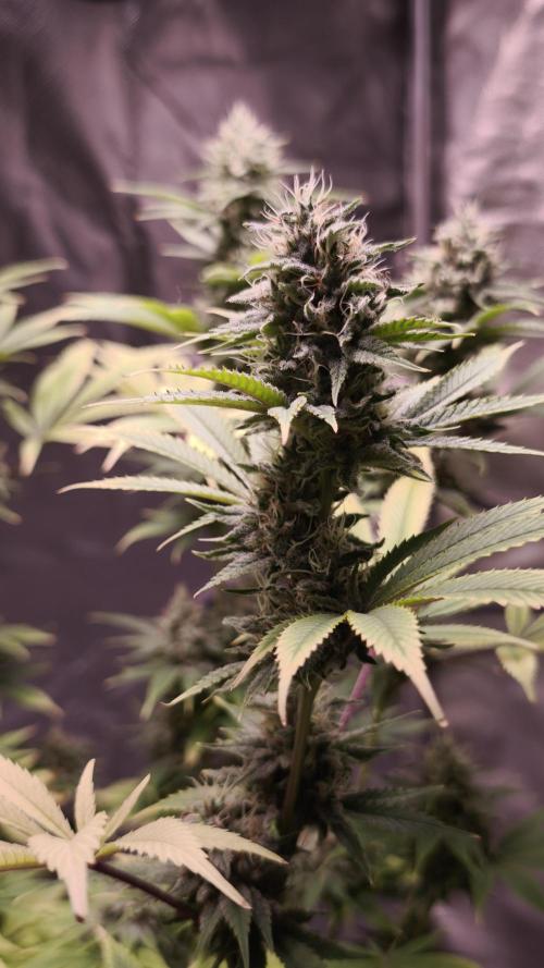 Sticky Broccoli@Zamnesia | Plagron. Week 13