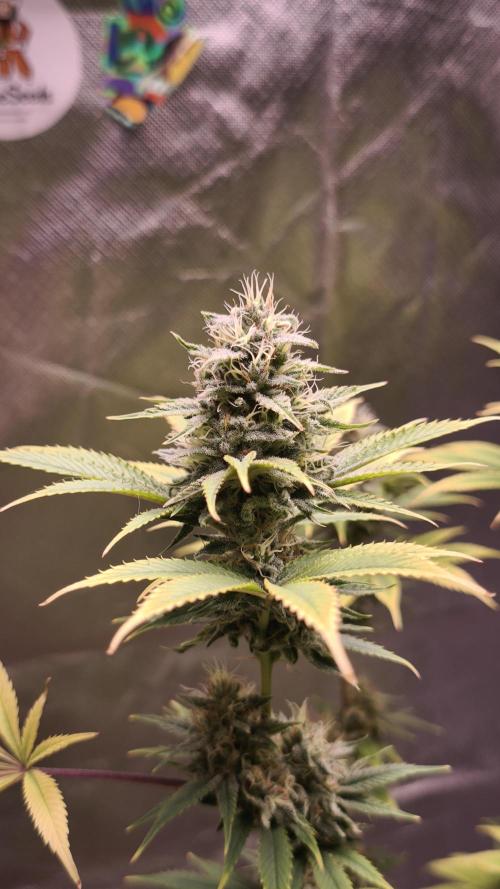 Sticky Broccoli@Zamnesia | Plagron. Week 13