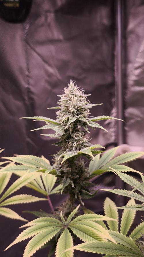 Sticky Broccoli@Zamnesia | Plagron. Week 13