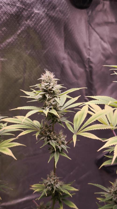 Sticky Broccoli@Zamnesia | Plagron. Week 13