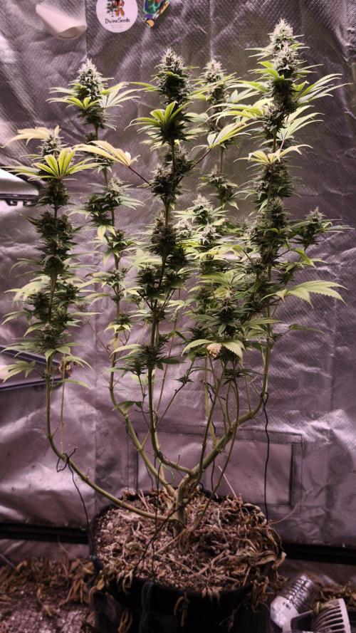 Sticky Broccoli@Zamnesia | Plagron. Week 13