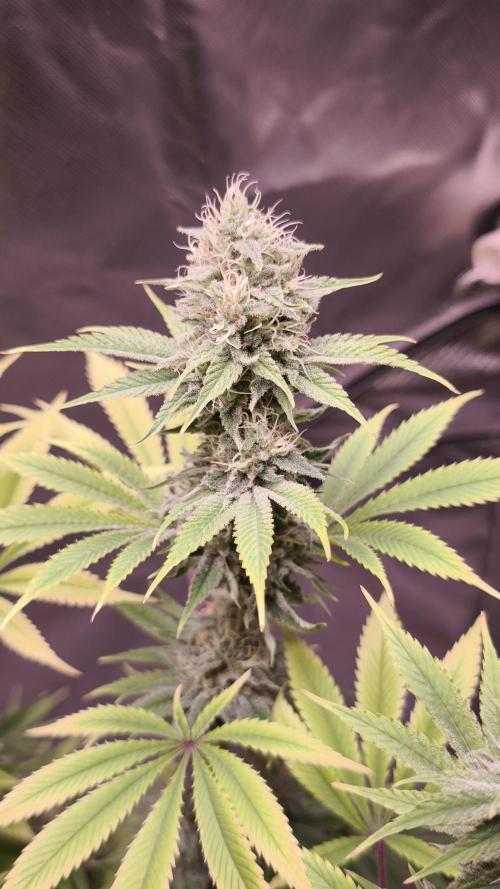 Sticky Broccoli@Zamnesia | Plagron. Week 13