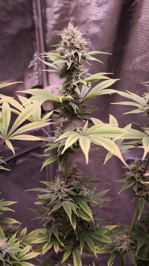 Sticky Broccoli@Zamnesia | Plagron. Week 13