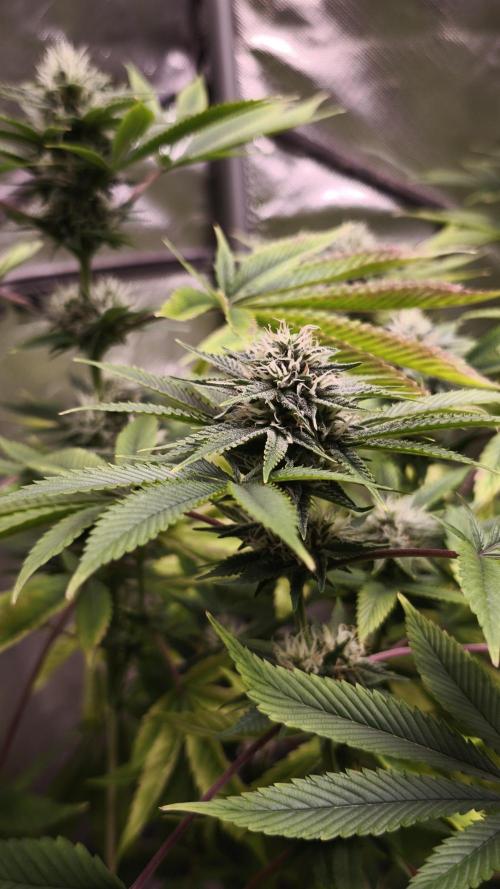 The Tropical Ice Cream One@USAGenetics26. Week 10
