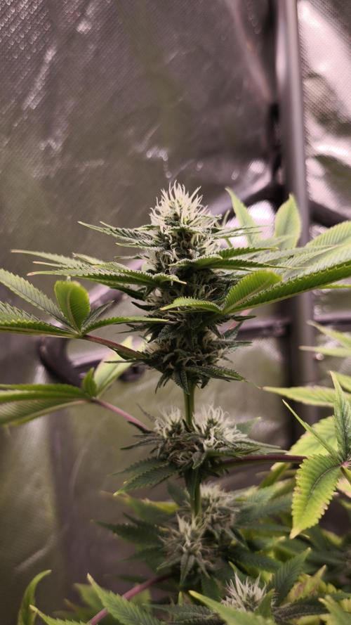 The Tropical Ice Cream One@USAGenetics26. Week 10
