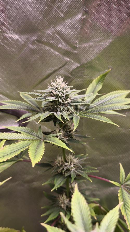 The Tropical Ice Cream One@USAGenetics26. Week 10