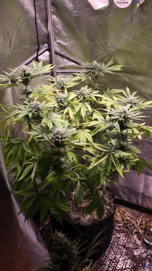 The Tropical Ice Cream One@USAGenetics26. Week 10