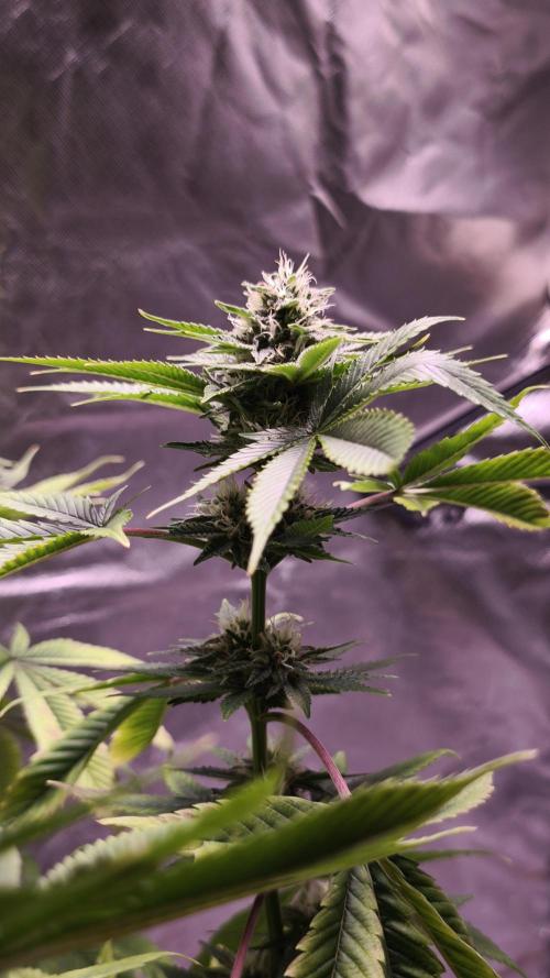 The Tropical Ice Cream One@USAGenetics26. Week 10