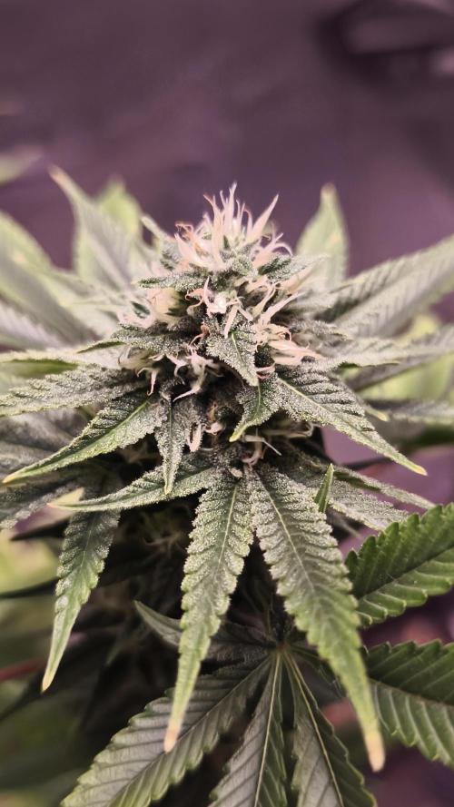 The Tropical Ice Cream One@USAGenetics26. Week 10