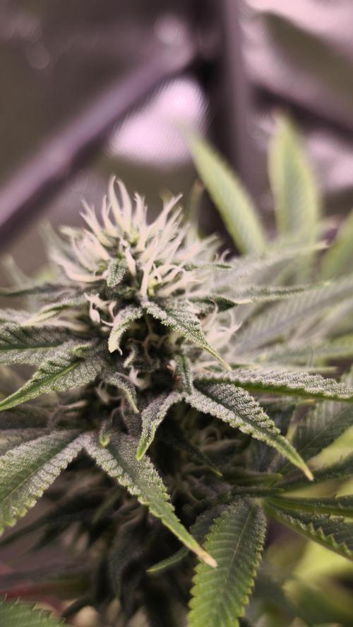 The Tropical Ice Cream One@USAGenetics26. Week 10