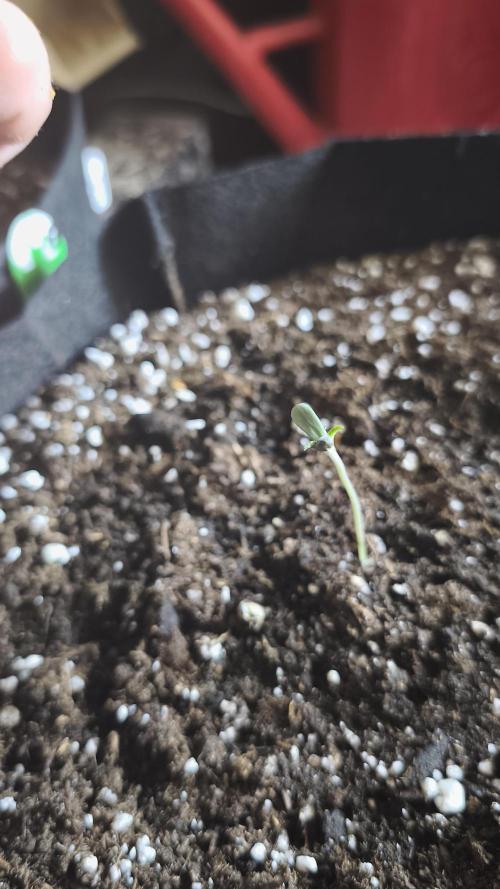 Fat Pete Cookies Auto@SSSC. Week 0