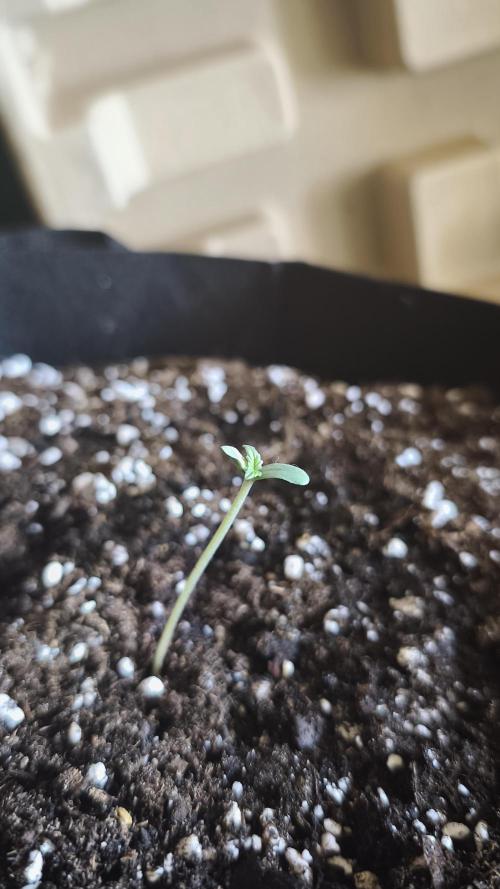 Auto Glue XXL Genetics. Week 0